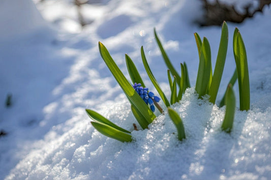 Warum der Winter eine Zeit der inneren Balance ist – was wir von der Traditionellen Chinesischen Medizin lernen können